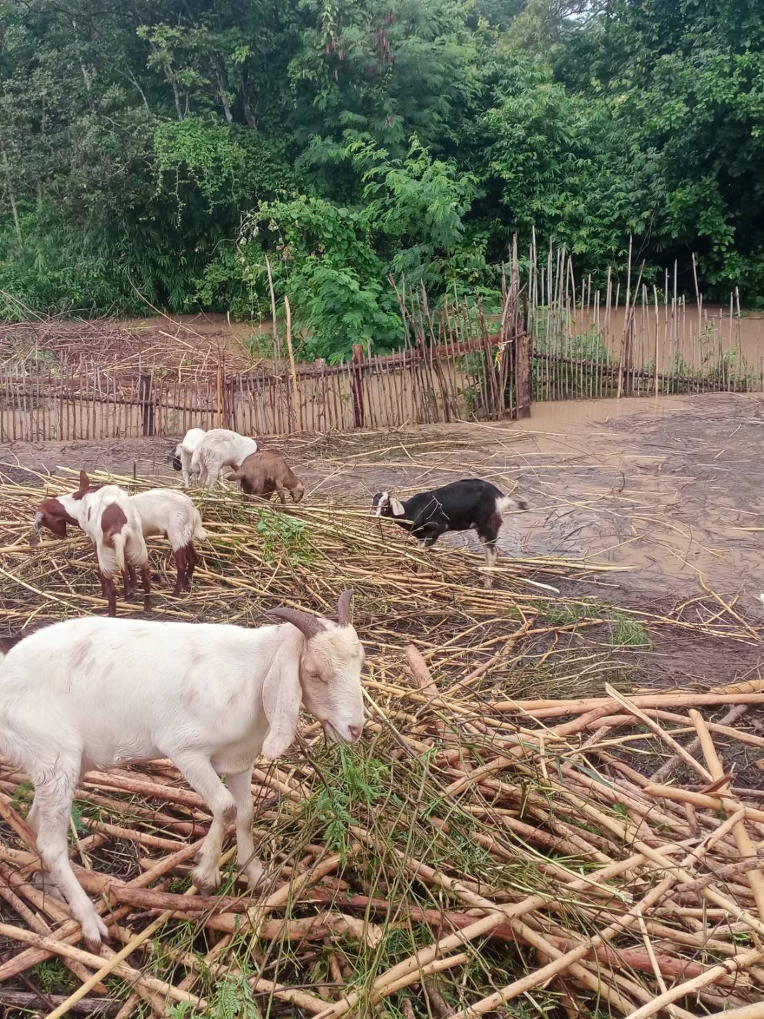 กรมปศุสัตว์เร่งช่วยเหลือผู้เลี้ยงสัตว์ที่ได้รับผลกระทบจากพายุ “คาจิกิ” อย่างเต็มที่ 8 486360