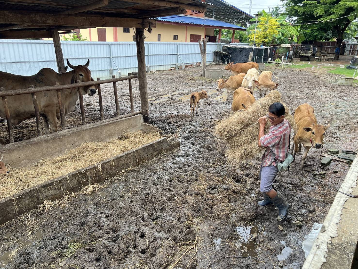 กรมปศุสัตว์เร่งช่วยเหลือผู้เลี้ยงสัตว์ที่ได้รับผลกระทบจากพายุ “คาจิกิ” อย่างเต็มที่ 9 486364