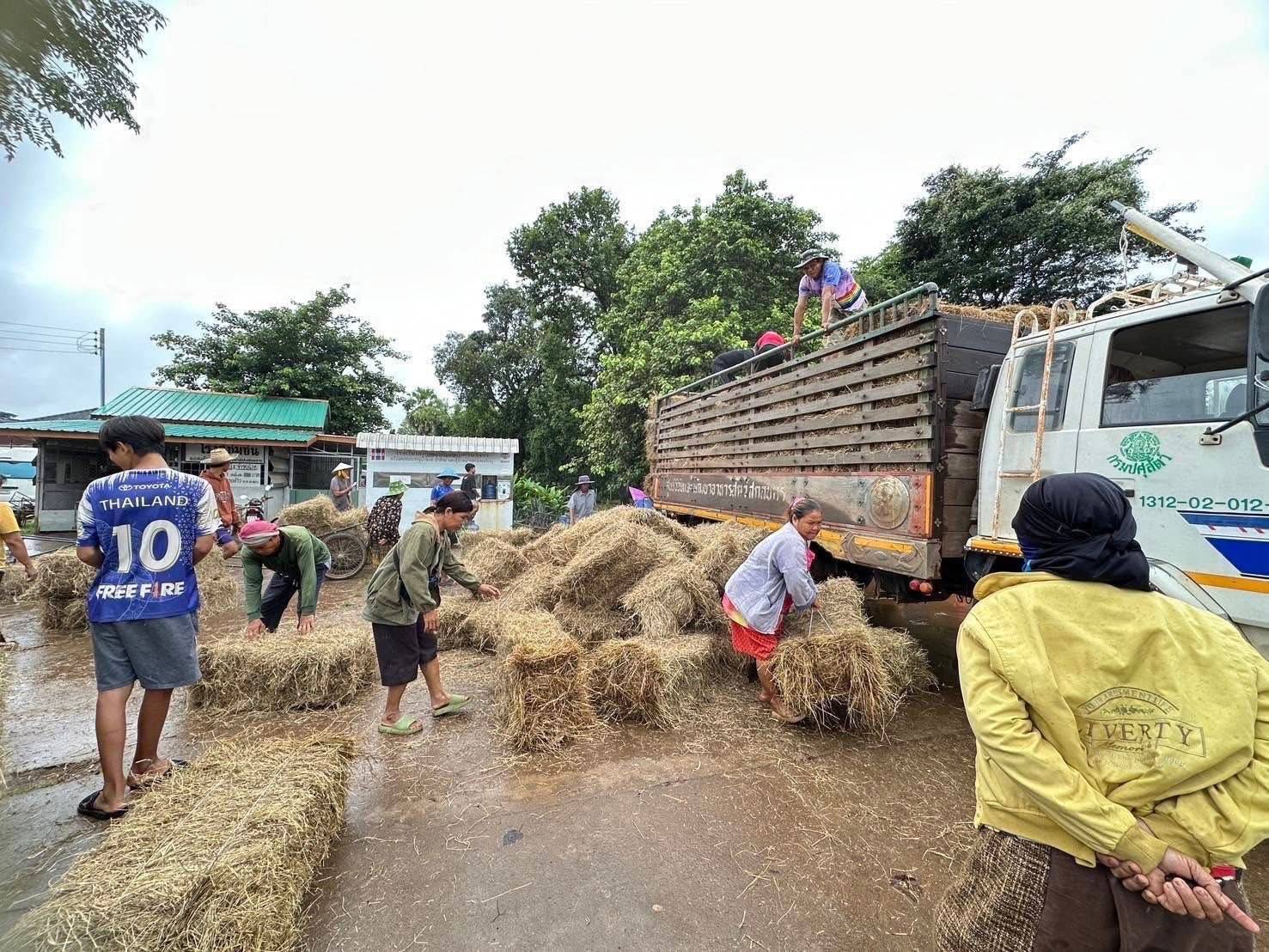 กรมปศุสัตว์เร่งช่วยเหลือผู้เลี้ยงสัตว์ที่ได้รับผลกระทบจากพายุ “คาจิกิ” อย่างเต็มที่ 11 486385