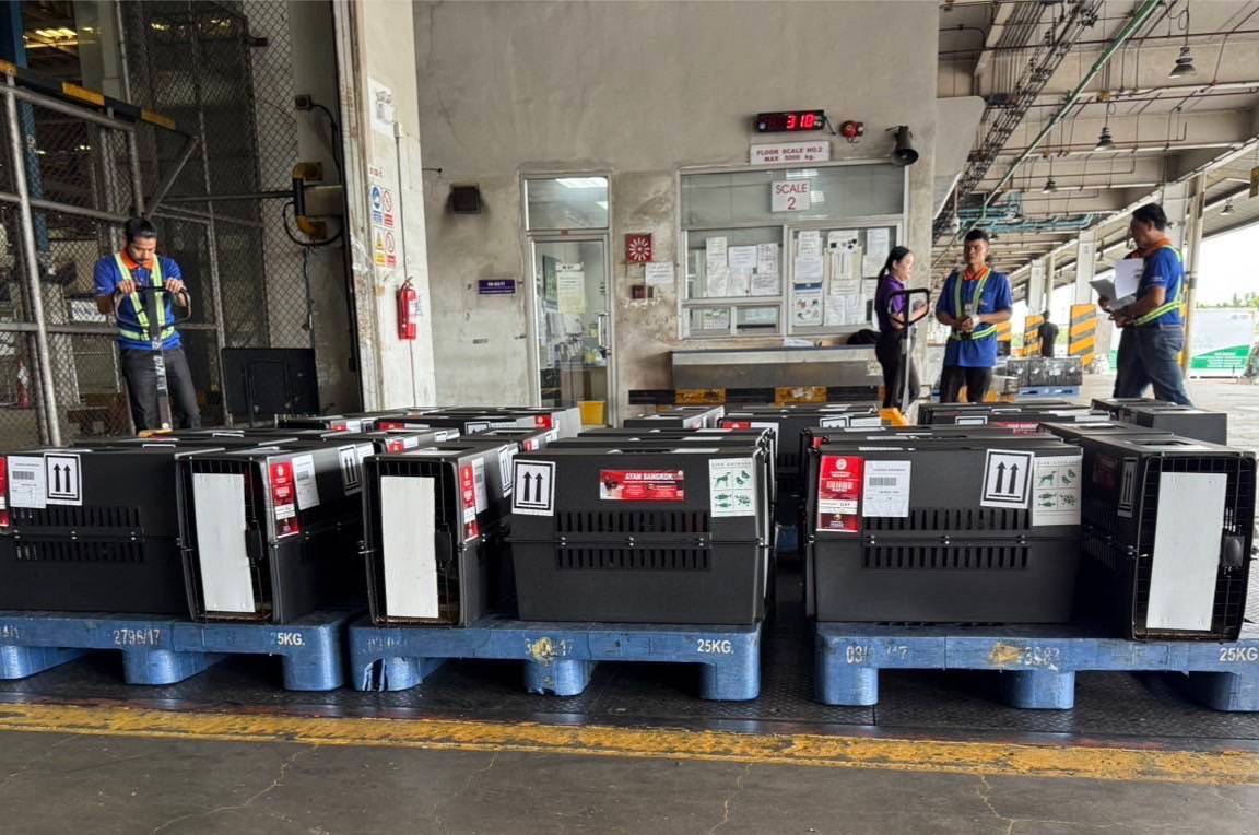 ส่งออกไก่พื้นเมืองไทย “Ayam Bangkok” ไปอินโดฯ โตต่อเนื่อง มูลค่า 4 ล้านบาท 7 489089