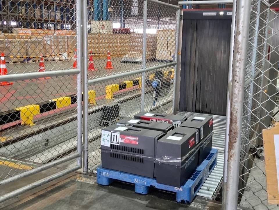 ส่งออกไก่พื้นเมืองไทย “Ayam Bangkok” ไปอินโดฯ โตต่อเนื่อง มูลค่า 4 ล้านบาท 8 489090