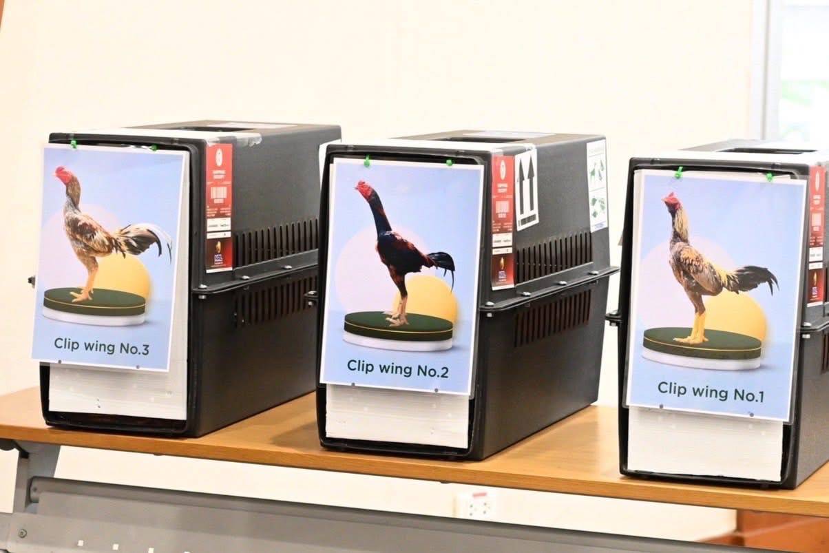 ส่งออกไก่พื้นเมืองไทย “Ayam Bangkok” ไปอินโดฯ โตต่อเนื่อง มูลค่า 4 ล้านบาท 9 489091