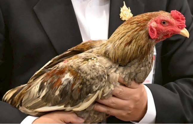 ส่งออกไก่พื้นเมืองไทย “Ayam Bangkok” ไปอินโดฯ โตต่อเนื่อง มูลค่า 4 ล้านบาท 10 489092