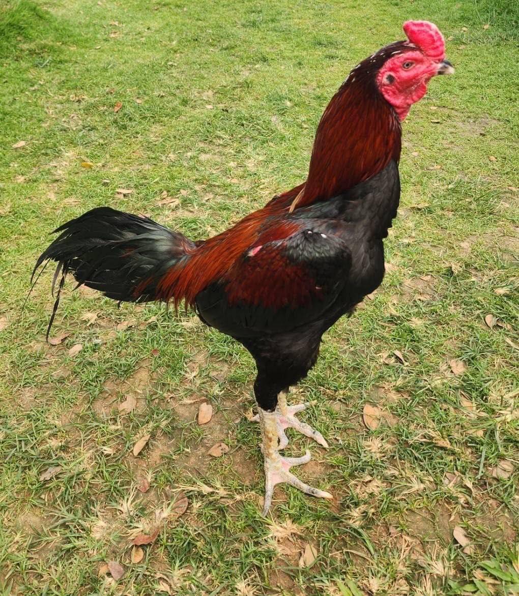 ส่งออกไก่พื้นเมืองไทย “Ayam Bangkok” ไปอินโดฯ โตต่อเนื่อง มูลค่า 4 ล้านบาท 11 489093