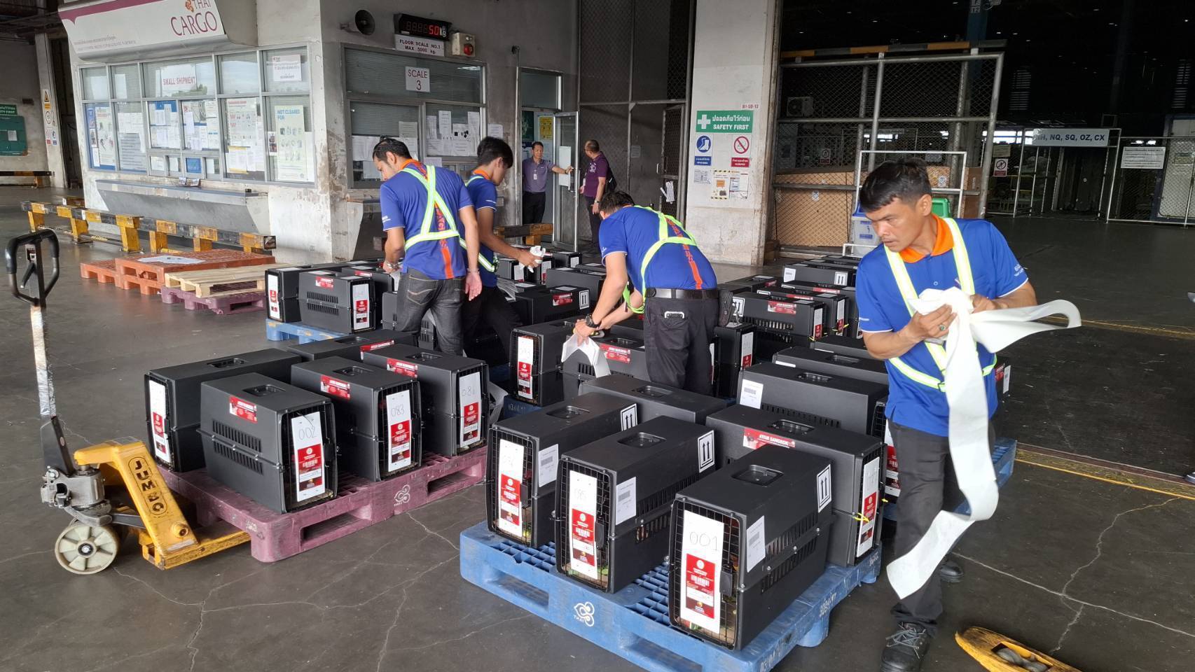 ปศุสัตว์ปลื้ม ดันส่งออก “Ayam Bangkok” ไทยแลนด์สู่อินโดนีเซีย เพิ่มจำนวนต่อเนื่อง 4 512695