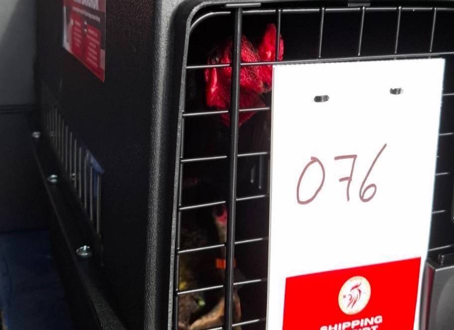 ปศุสัตว์ปลื้ม ดันส่งออก “Ayam Bangkok” ไทยแลนด์สู่อินโดนีเซีย เพิ่มจำนวนต่อเนื่อง 5 512699