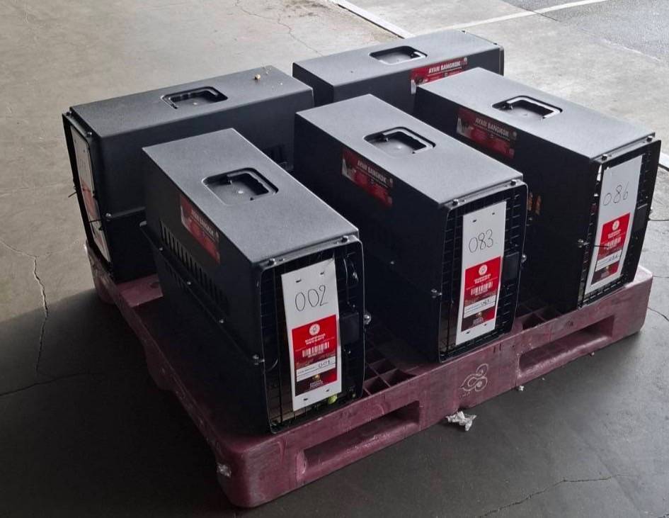 ปศุสัตว์ปลื้ม ดันส่งออก “Ayam Bangkok” ไทยแลนด์สู่อินโดนีเซีย เพิ่มจำนวนต่อเนื่อง 6 512703