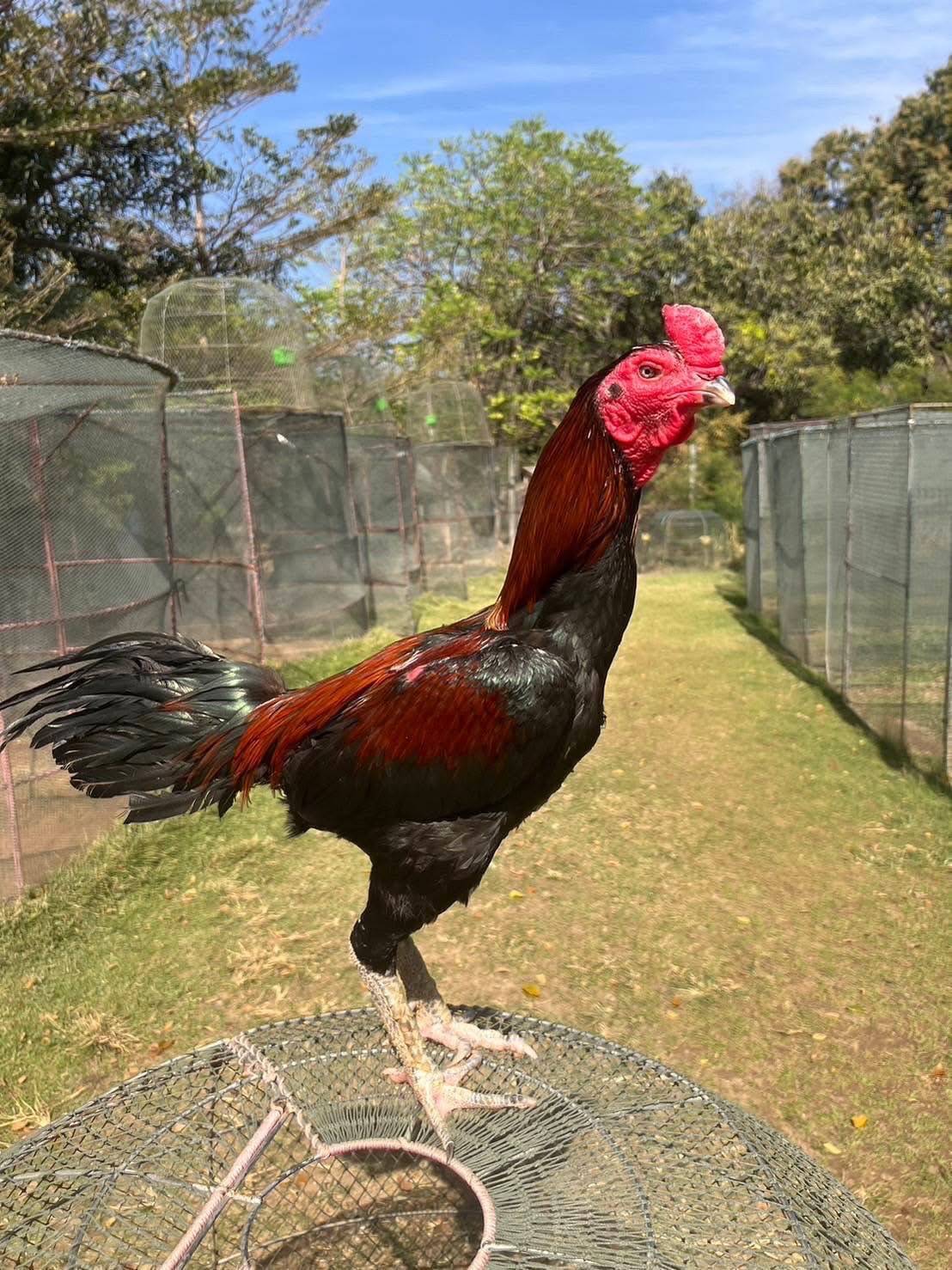 ปศุสัตว์ปลื้ม ดันส่งออก “Ayam Bangkok” ไทยแลนด์สู่อินโดนีเซีย เพิ่มจำนวนต่อเนื่อง 8 512706