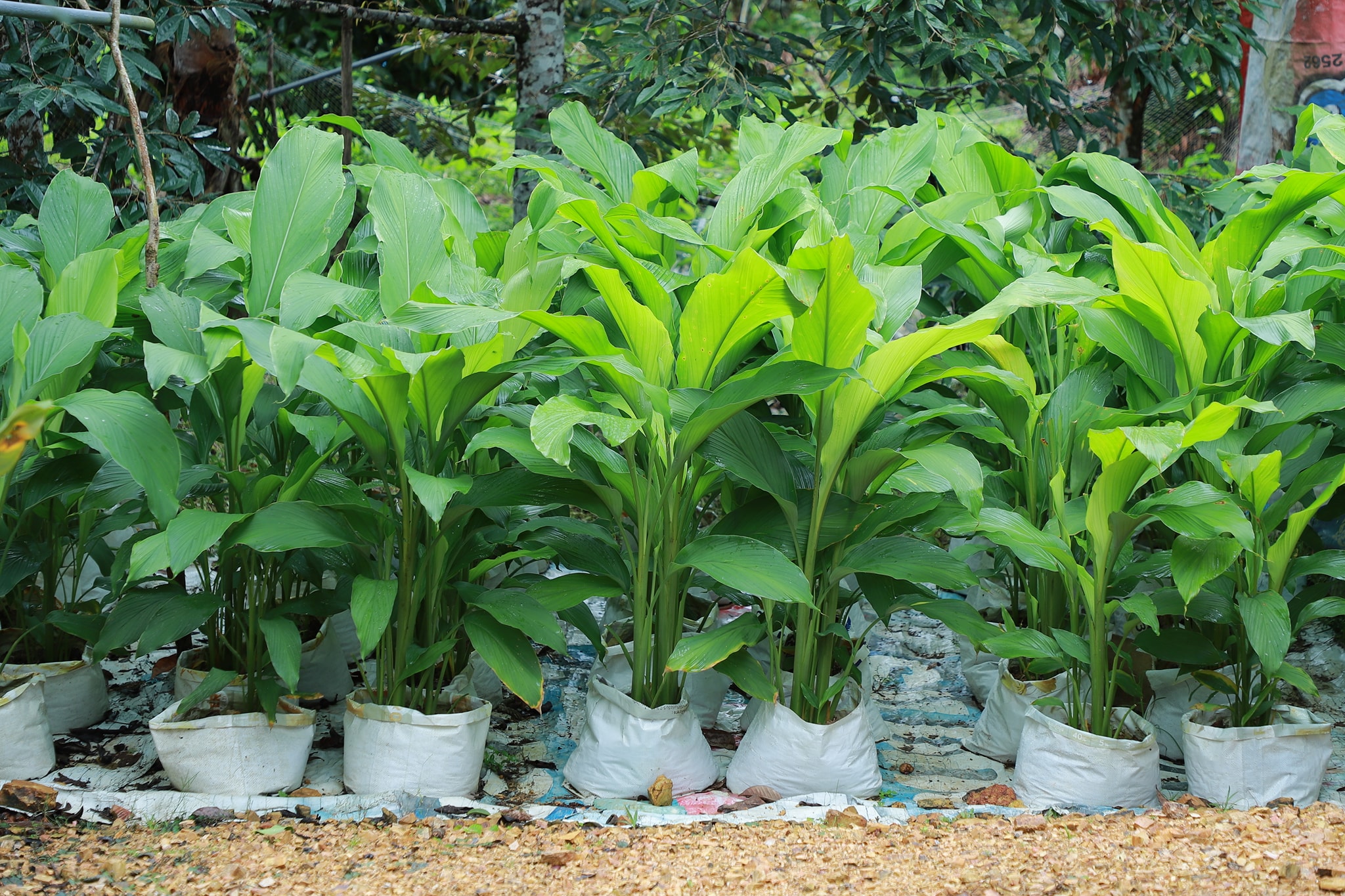 กรมส่งเสริมการเกษตร ร่วมกับ โครงการความร่วมมือระหว่างเยอรมัน – ไทยฯ พร้อมผลักดันให้จังหวัดสตูลเป็นเมืองสมุนไพร ยกระดับการปลูกสมุนไพรคุณภาพเพื่อการเภสัชกรรม ด้วยนวัตกรรมการปลูกขมิ้นชันในกระสอบ 4 541656081 1151169257119038 1556782524708162068 n