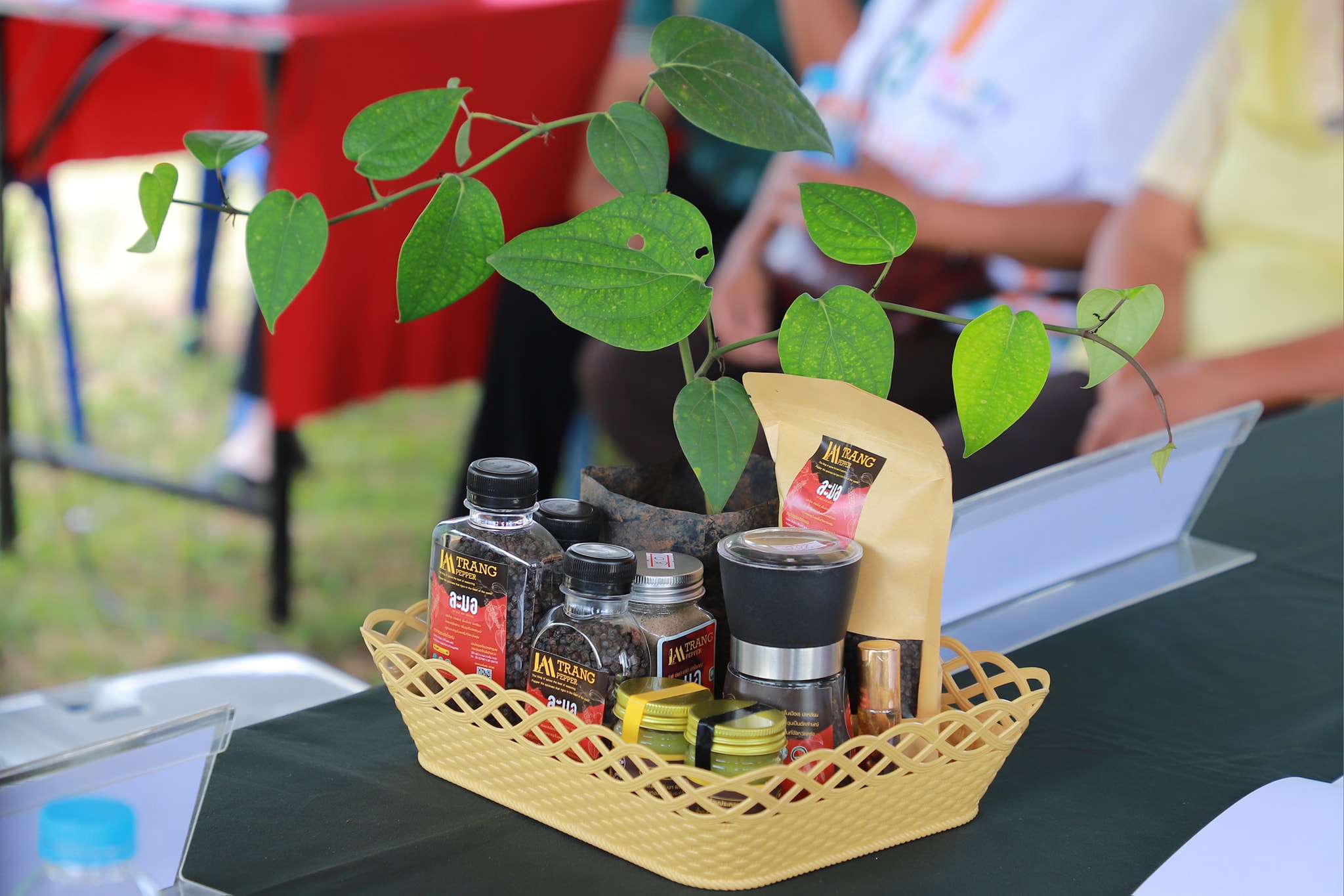 กรมส่งเสริมการเกษตร สร้างมูลค่าเพิ่มพริกไทยปะเหลียน พริกไทยอัตลักษณ์ของจังหวัดตรัง 5 542708495 1151886957047268 8872186135202371249 n