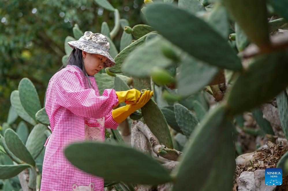 หมู่บ้านในยูนนานปลูก 'กระบองเพชร' พลิกชีวิต สร้างรายได้-ส่งออกต่างประเทศ 4 542818346 1231717218997319 3235621958271420645 n
