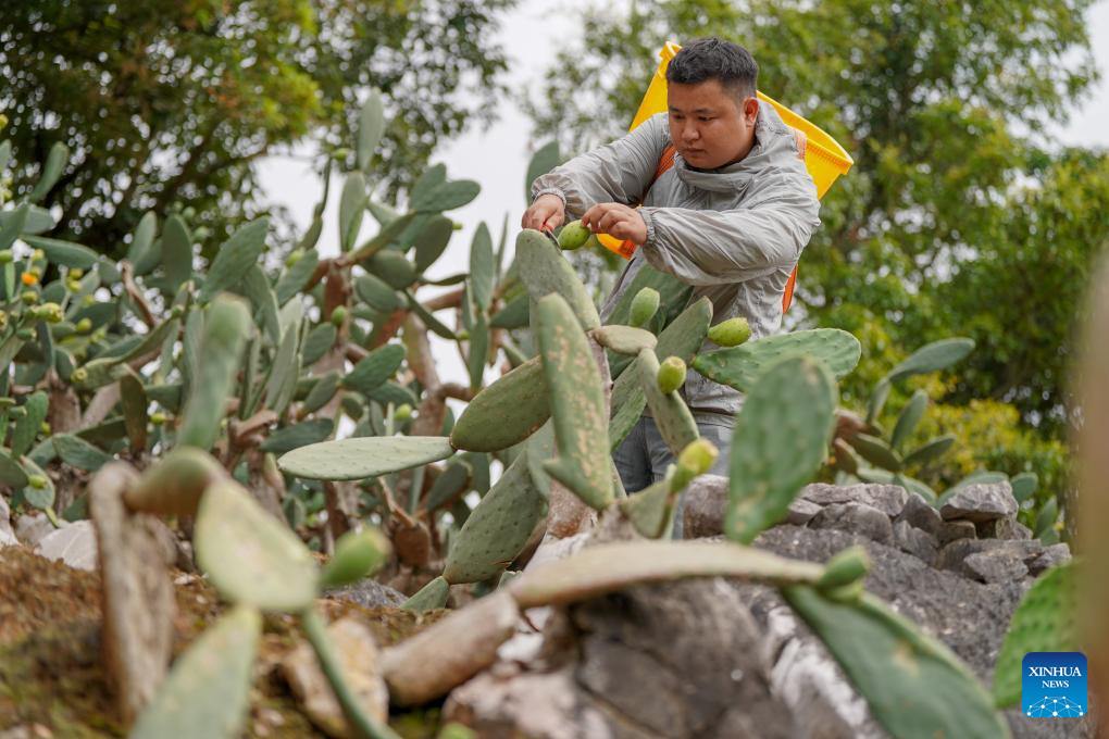 หมู่บ้านในยูนนานปลูก 'กระบองเพชร' พลิกชีวิต สร้างรายได้-ส่งออกต่างประเทศ 2 543