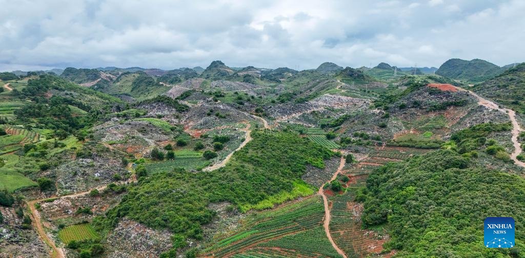 หมู่บ้านในยูนนานปลูก 'กระบองเพชร' พลิกชีวิต สร้างรายได้-ส่งออกต่างประเทศ 8 543142882 1231717285663979 1971942106465936271 n