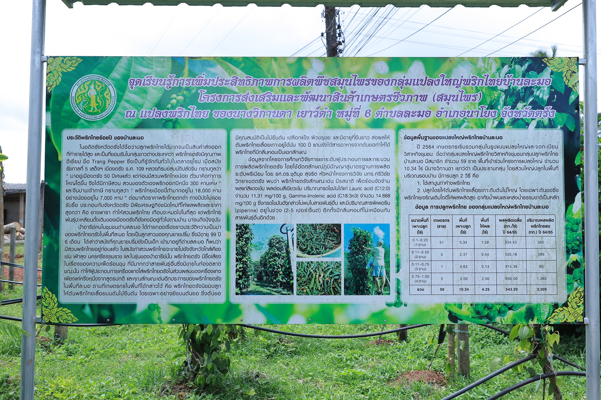 กรมส่งเสริมการเกษตร สร้างมูลค่าเพิ่มพริกไทยปะเหลียน พริกไทยอัตลักษณ์ของจังหวัดตรัง 7 543169992 1151886877047276 8489186730281279117 n