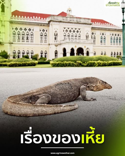 เรื่องของ 543181704 1579095796744130 487739852475187515 n