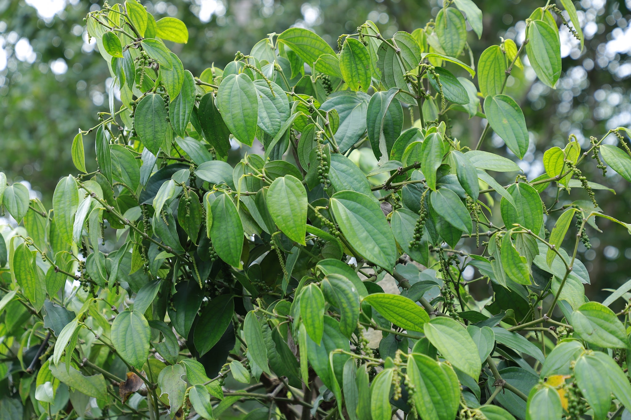 กรมส่งเสริมการเกษตร สร้างมูลค่าเพิ่มพริกไทยปะเหลียน พริกไทยอัตลักษณ์ของจังหวัดตรัง 8 543182978 1151880960381201 6984707330511617090 n