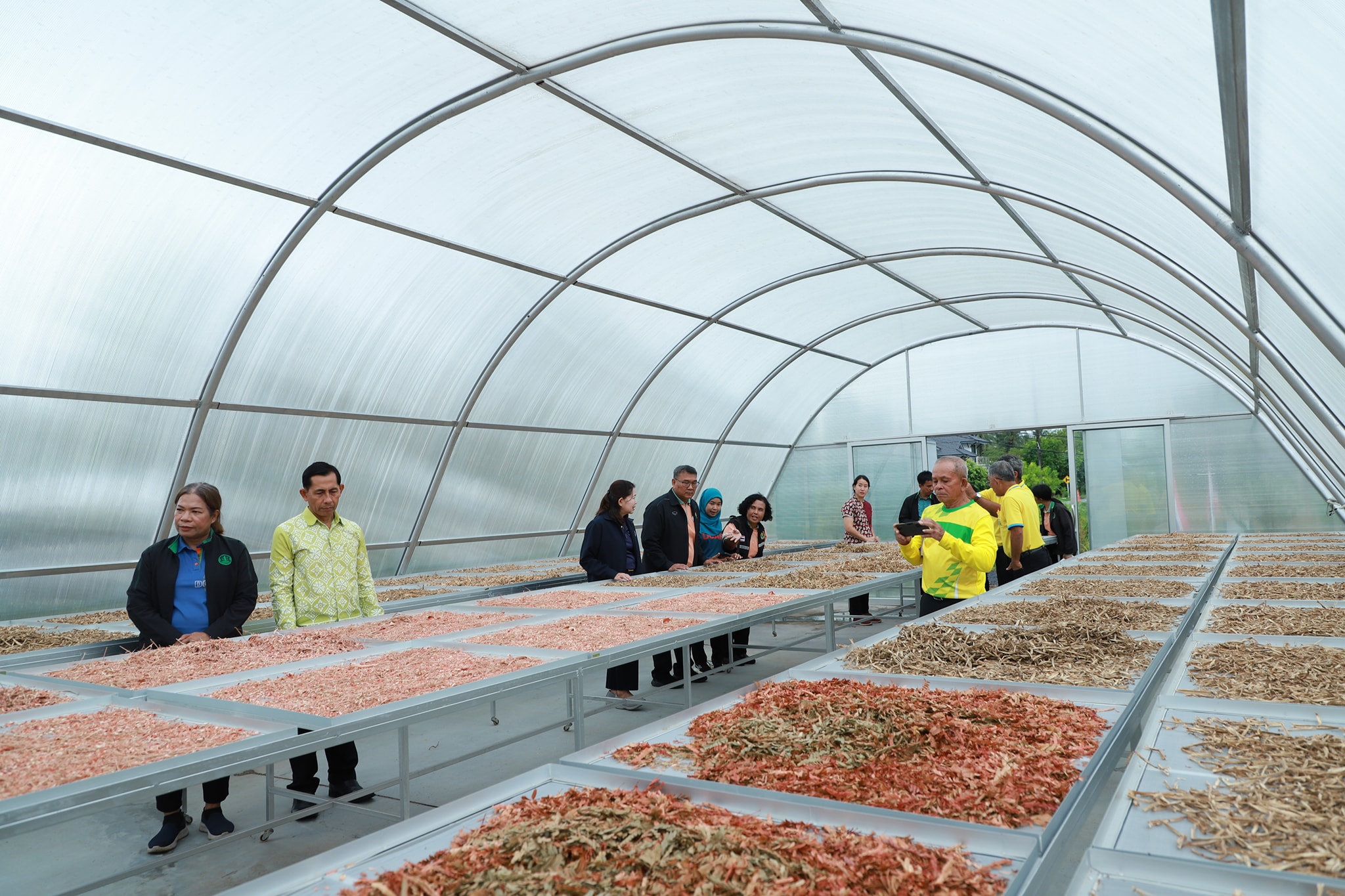 กรมส่งเสริมการเกษตร ร่วมกับ โครงการความร่วมมือระหว่างเยอรมัน – ไทยฯ พร้อมผลักดันให้จังหวัดสตูลเป็นเมืองสมุนไพร ยกระดับการปลูกสมุนไพรคุณภาพเพื่อการเภสัชกรรม ด้วยนวัตกรรมการปลูกขมิ้นชันในกระสอบ 8 543187864 1151150873787543 69281501667749578 n