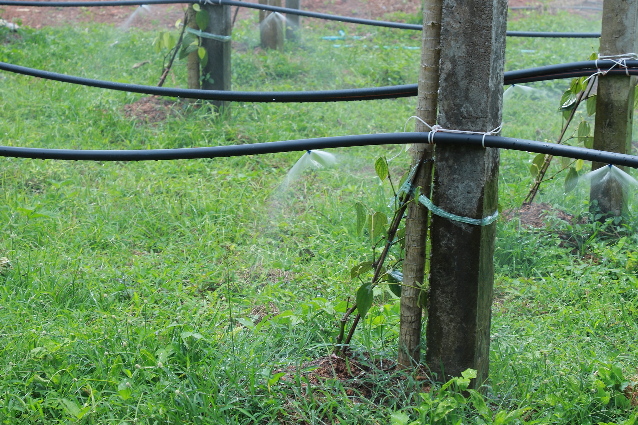 กรมส่งเสริมการเกษตร สร้างมูลค่าเพิ่มพริกไทยปะเหลียน พริกไทยอัตลักษณ์ของจังหวัดตรัง 9 543394947 1151887197047244 3058093656720290791 n