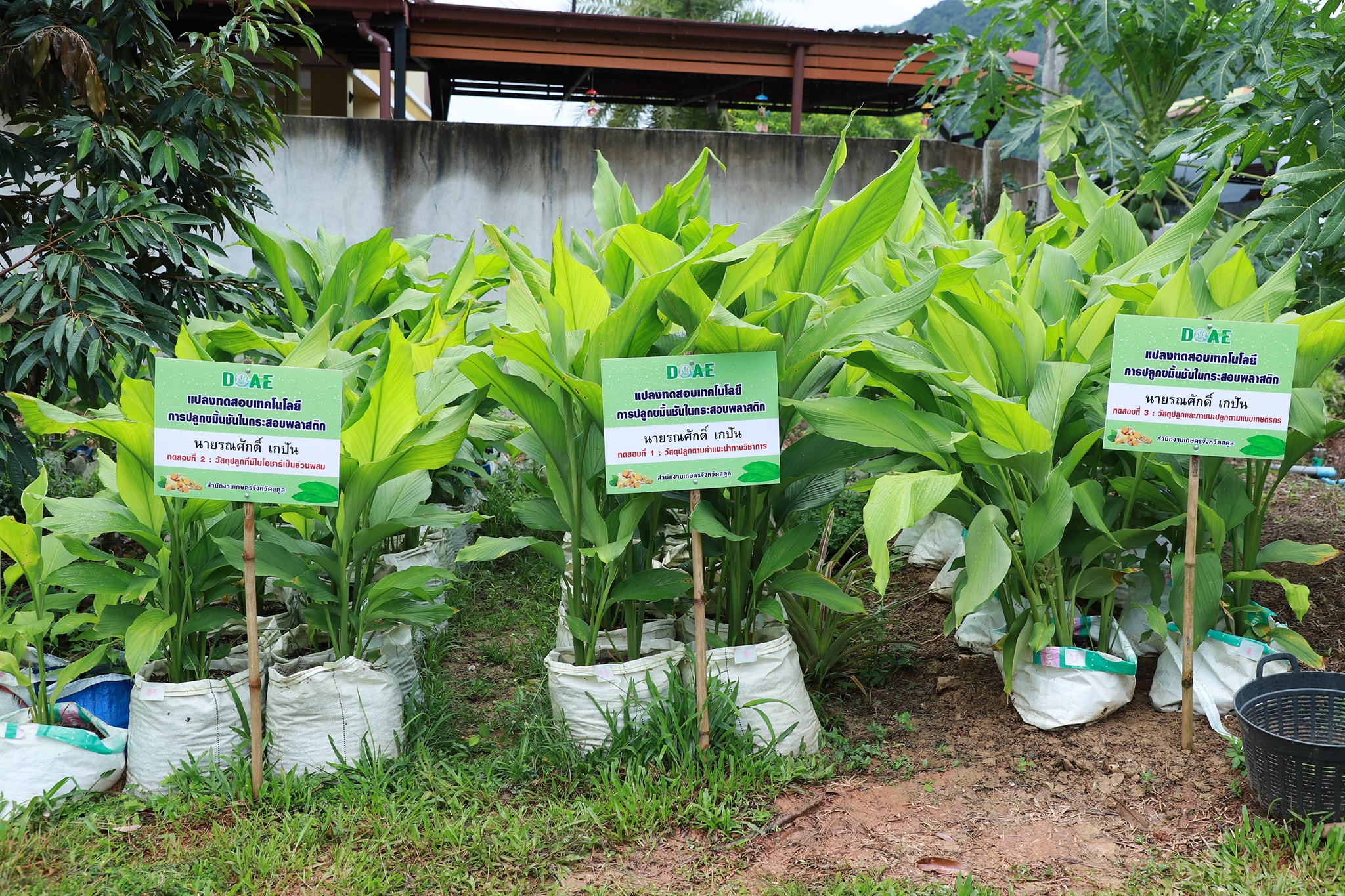 กรมส่งเสริมการเกษตร ร่วมกับ โครงการความร่วมมือระหว่างเยอรมัน – ไทยฯ พร้อมผลักดันให้จังหวัดสตูลเป็นเมืองสมุนไพร ยกระดับการปลูกสมุนไพรคุณภาพเพื่อการเภสัชกรรม ด้วยนวัตกรรมการปลูกขมิ้นชันในกระสอบ 9 543419244 1151172897118674 8003622409233284546 n