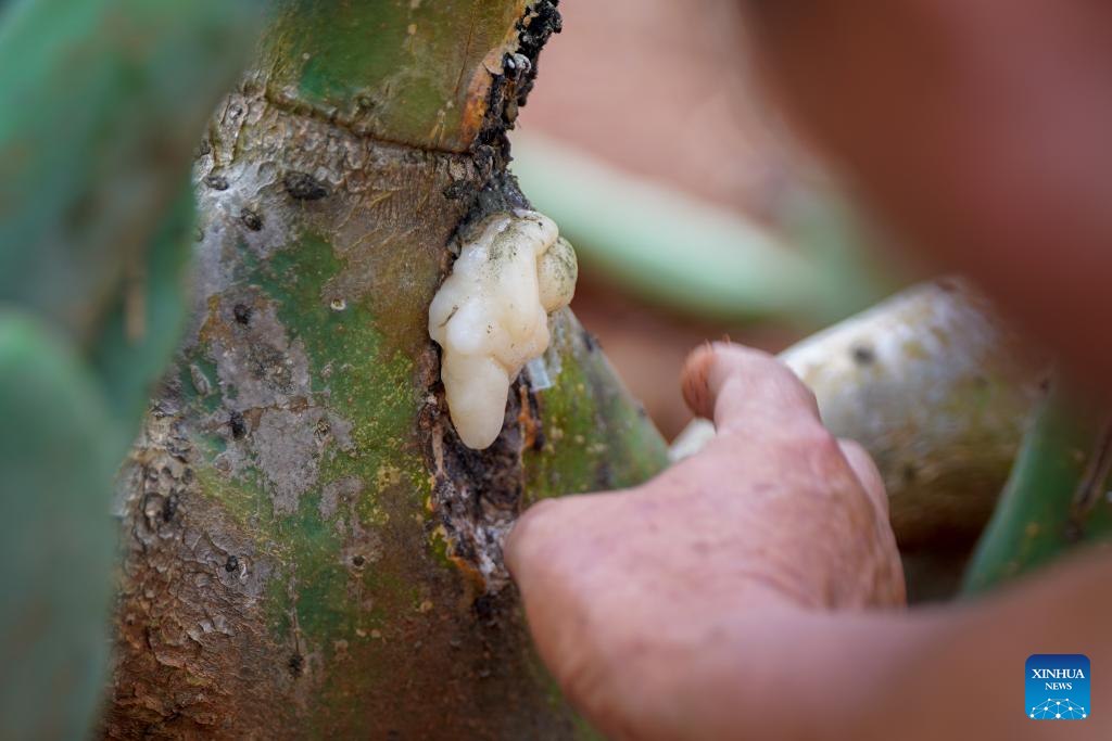 หมู่บ้านในยูนนานปลูก 'กระบองเพชร' พลิกชีวิต สร้างรายได้-ส่งออกต่างประเทศ 6 543554583 1231717302330644 2523065568351851306 n
