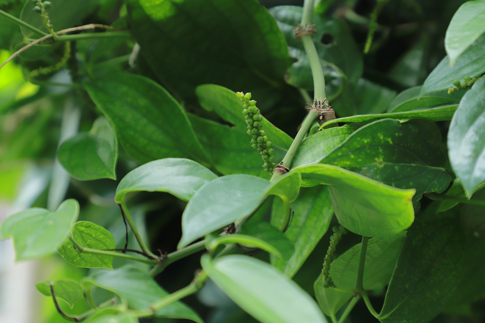 กรมส่งเสริมการเกษตร สร้างมูลค่าเพิ่มพริกไทยปะเหลียน พริกไทยอัตลักษณ์ของจังหวัดตรัง 11 544564266 1151887290380568 883181347729870497 n