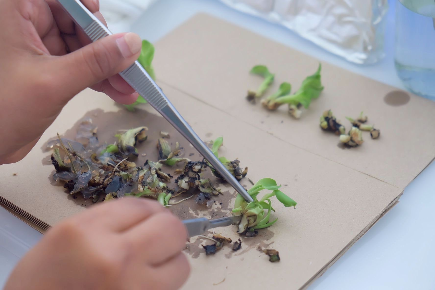 รองอธิบดีกรมส่งเสริมการเกษตรลงพื้นที่ติดตามผลการปฏิบัติงานเจ้าหน้าที่ศูนย์ขยายพันธุ์พืชที่ 2 จังหวัดตรัง พร้อมมอบนโยบายในการขับเคลื่อนงานในปีงบฯ 69 10 545831229 1155706566665307 4098003717193577166 n