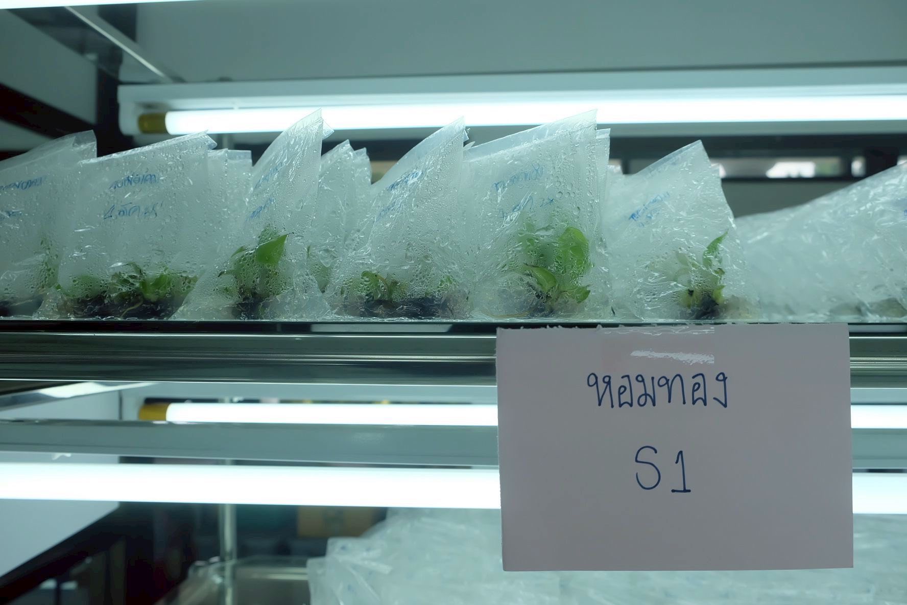 รองอธิบดีกรมส่งเสริมการเกษตรลงพื้นที่ติดตามผลการปฏิบัติงานเจ้าหน้าที่ศูนย์ขยายพันธุ์พืชที่ 2 จังหวัดตรัง พร้อมมอบนโยบายในการขับเคลื่อนงานในปีงบฯ 69 8 546362407 1155706463331984 3867203776992132635 n