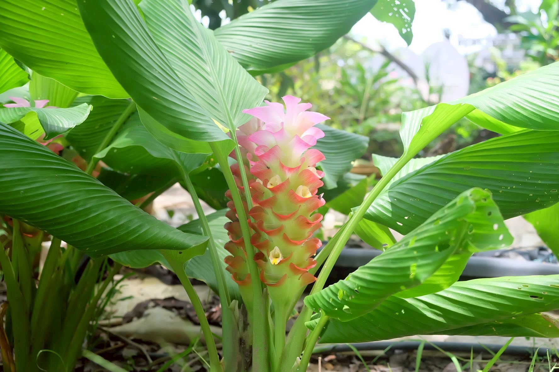 รองอธิบดีกรมส่งเสริมการเกษตรลงพื้นที่ติดตามผลการปฏิบัติงานเจ้าหน้าที่ศูนย์ขยายพันธุ์พืชที่ 2 จังหวัดตรัง พร้อมมอบนโยบายในการขับเคลื่อนงานในปีงบฯ 69 11 546844112 1155706386665325 3046284478475388309 n