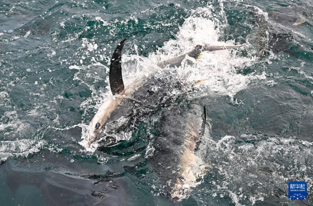 นักวิจัยจีนเพาะเลี้ยง 'ทูน่าครีบเหลือง' สำเร็จ ก่อตั้งฐานสาธิตกลางทะเล แห่งแรกของประเทศ 8 549053350 1243839067785134 4419681601993119893 n