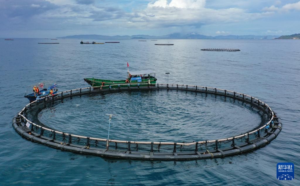 นักวิจัยจีนเพาะเลี้ยง 'ทูน่าครีบเหลือง' สำเร็จ ก่อตั้งฐานสาธิตกลางทะเล แห่งแรกของประเทศ 4 549297787 1243839074451800 5461691652734907270 n