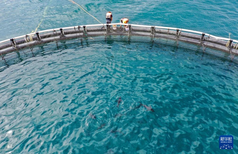 นักวิจัยจีนเพาะเลี้ยง 'ทูน่าครีบเหลือง' สำเร็จ ก่อตั้งฐานสาธิตกลางทะเล แห่งแรกของประเทศ 7 549434847 1243839127785128 4136663938167836405 n