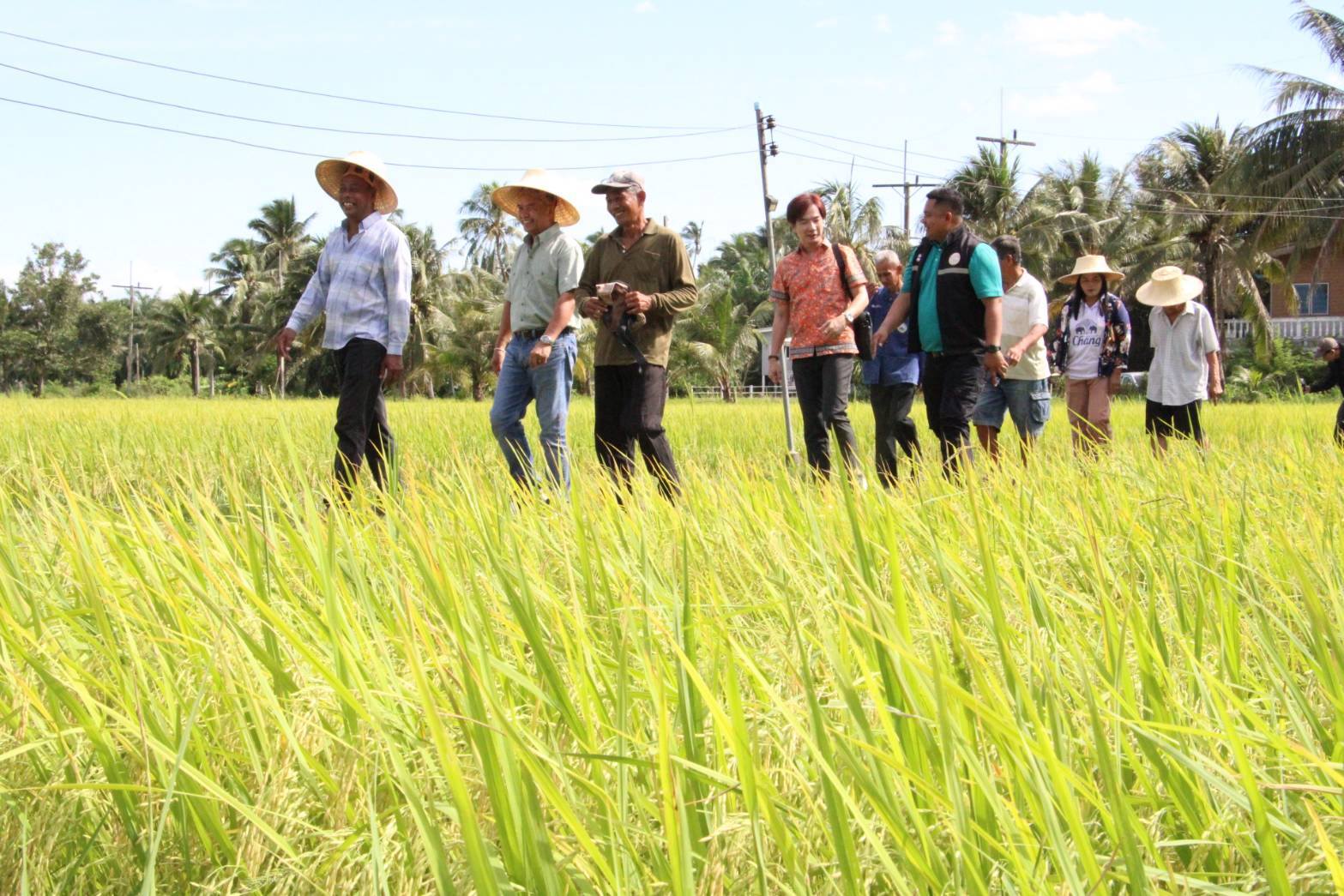 รองอธิบดีกรมการข้าว เยี่ยมชมศูนย์ข้าวชุมชน ต.เลม็ด ชูความเข้มแข็ง แปรรูปข้าวเจาะตลาดกลุ่มรักสุขภาพ พร้อมเชื่อมโยงกับความต้องการของตลาด 4 554375983 1323722199790905 4299730156686356321 n
