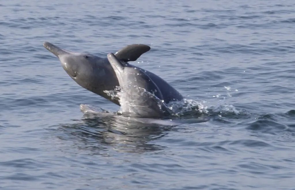 ข่าวดี สหรัฐฯ ประกาศ ไทยผ่านเกณฑ์มาตรฐาน MMPA สามารถส่งออกสัตว์น้ำได้ฉลุย ตอกย้ำ ภาคการประมงไทยไม่กระทบต่อสัตว์ทะเลเลี้ยงลูกด้วยนม 3 573570