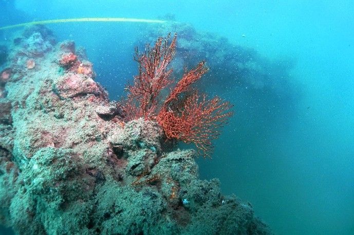 กรมประมง…เผยผลสำเร็จโครงการจัดสร้างแหล่งอาศัยสัตว์ทะเลคืนความสมบูรณ์สู่ระบบนิเวศ ฟื้นชีวิตใหม่ให้ท้องทะเลไทย 5 589514