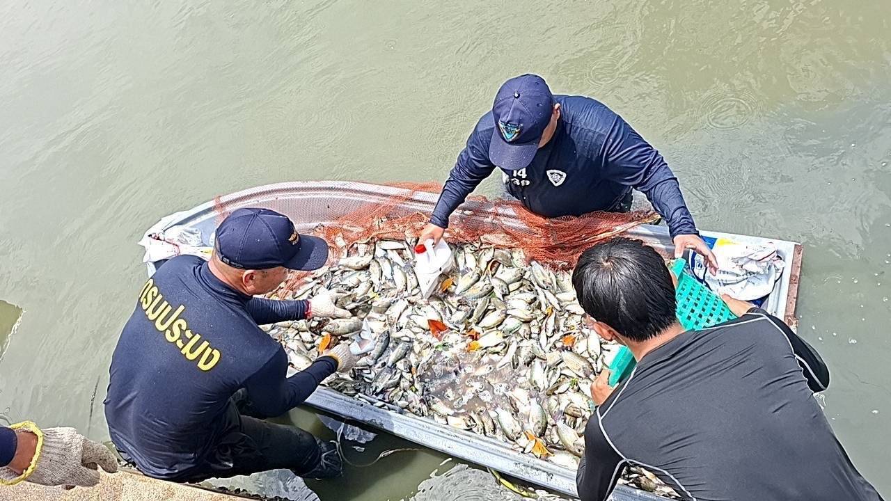 โฆษกกรมประมง แจงชัดแผนปฏิบัติการแก้ไขปัญหาการแพร่ระบาดของปลาหมอคางดำพ.ศ. 2567 – 2570กรมประมงดำเนินการอย่างต่อเนื่อง ปัจจุบันสถานการณ์ในหลายพื้นที่เริ่มบรรเทาลงแล้ว 8 603878