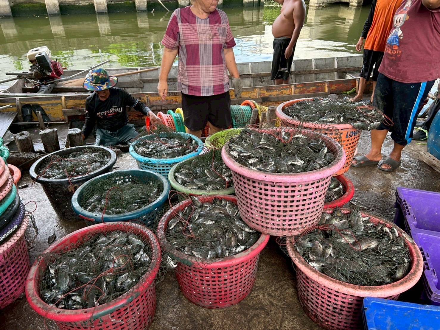 โฆษกกรมประมง แจงชัดแผนปฏิบัติการแก้ไขปัญหาการแพร่ระบาดของปลาหมอคางดำพ.ศ. 2567 – 2570กรมประมงดำเนินการอย่างต่อเนื่อง ปัจจุบันสถานการณ์ในหลายพื้นที่เริ่มบรรเทาลงแล้ว 10 603880