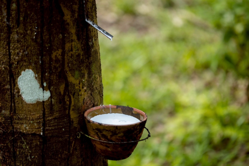 กยท. ทุ่มงบ 2,800 ล้านบาท ช่วยชาวสวนยางที่ยื่นขอโค่นยางฯ ด้วยทุนตนเองไว้แล้ว พร้อมจ่ายครบ ภายใน 15 ก.ย. นี้ 4 680900002541
