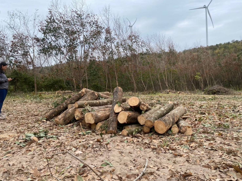 กยท. ทุ่มงบ 2,800 ล้านบาท ช่วยชาวสวนยางที่ยื่นขอโค่นยางฯ ด้วยทุนตนเองไว้แล้ว พร้อมจ่ายครบ ภายใน 15 ก.ย. นี้ 7 680900002542