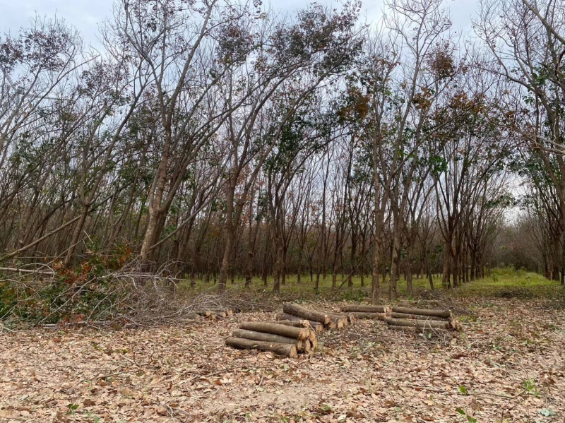 กยท. ทุ่มงบ 2,800 ล้านบาท ช่วยชาวสวนยางที่ยื่นขอโค่นยางฯ ด้วยทุนตนเองไว้แล้ว พร้อมจ่ายครบ ภายใน 15 ก.ย. นี้ 8 680900002543