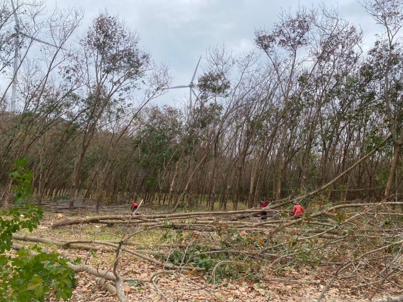 กยท. ทุ่มงบ 2,800 ล้านบาท ช่วยชาวสวนยางที่ยื่นขอโค่นยางฯ ด้วยทุนตนเองไว้แล้ว พร้อมจ่ายครบ ภายใน 15 ก.ย. นี้ 9 680900002544
