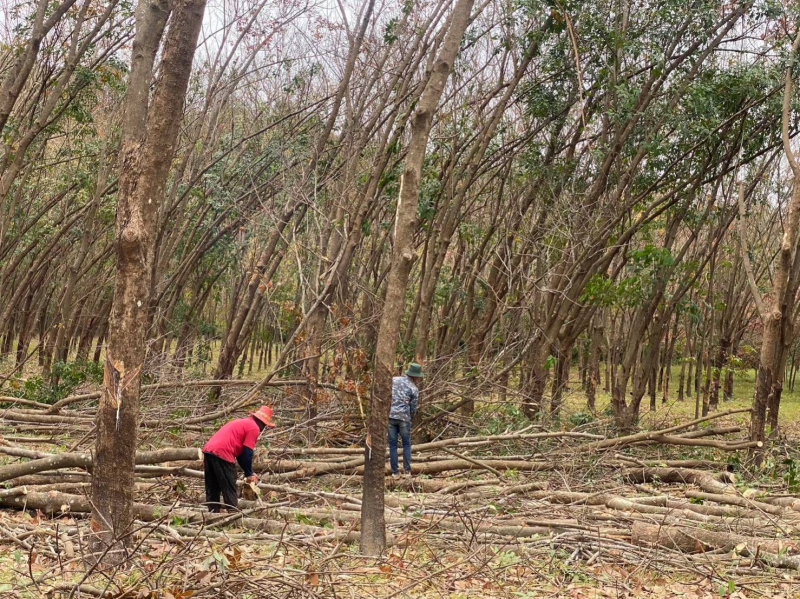 กยท. ทุ่มงบ 2,800 ล้านบาท ช่วยชาวสวนยางที่ยื่นขอโค่นยางฯ ด้วยทุนตนเองไว้แล้ว พร้อมจ่ายครบ ภายใน 15 ก.ย. นี้ 10 680900002545