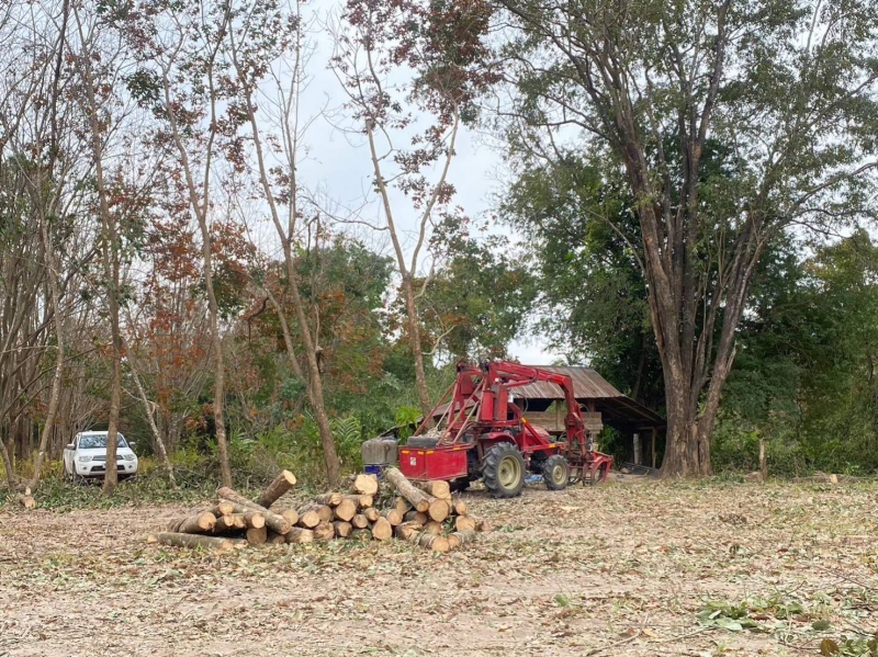กยท. ทุ่มงบ 2,800 ล้านบาท ช่วยชาวสวนยางที่ยื่นขอโค่นยางฯ ด้วยทุนตนเองไว้แล้ว พร้อมจ่ายครบ ภายใน 15 ก.ย. นี้ 11 680900002546