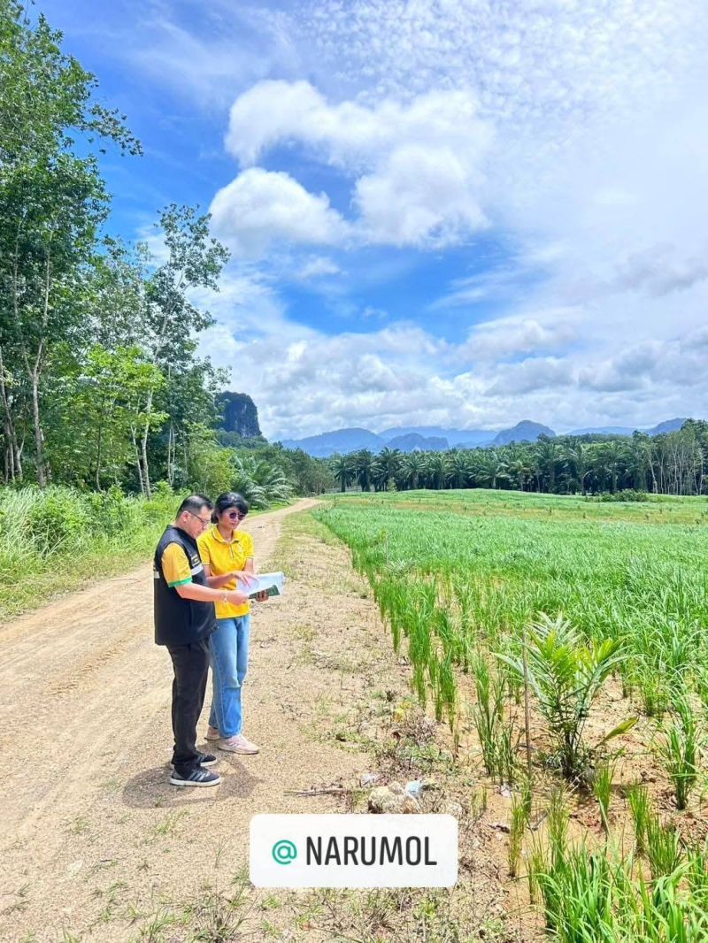 กยท. ทุ่มงบ 2,800 ล้านบาท ช่วยชาวสวนยางที่ยื่นขอโค่นยางฯ ด้วยทุนตนเองไว้แล้ว พร้อมจ่ายครบ ภายใน 15 ก.ย. นี้ 5 680900002548