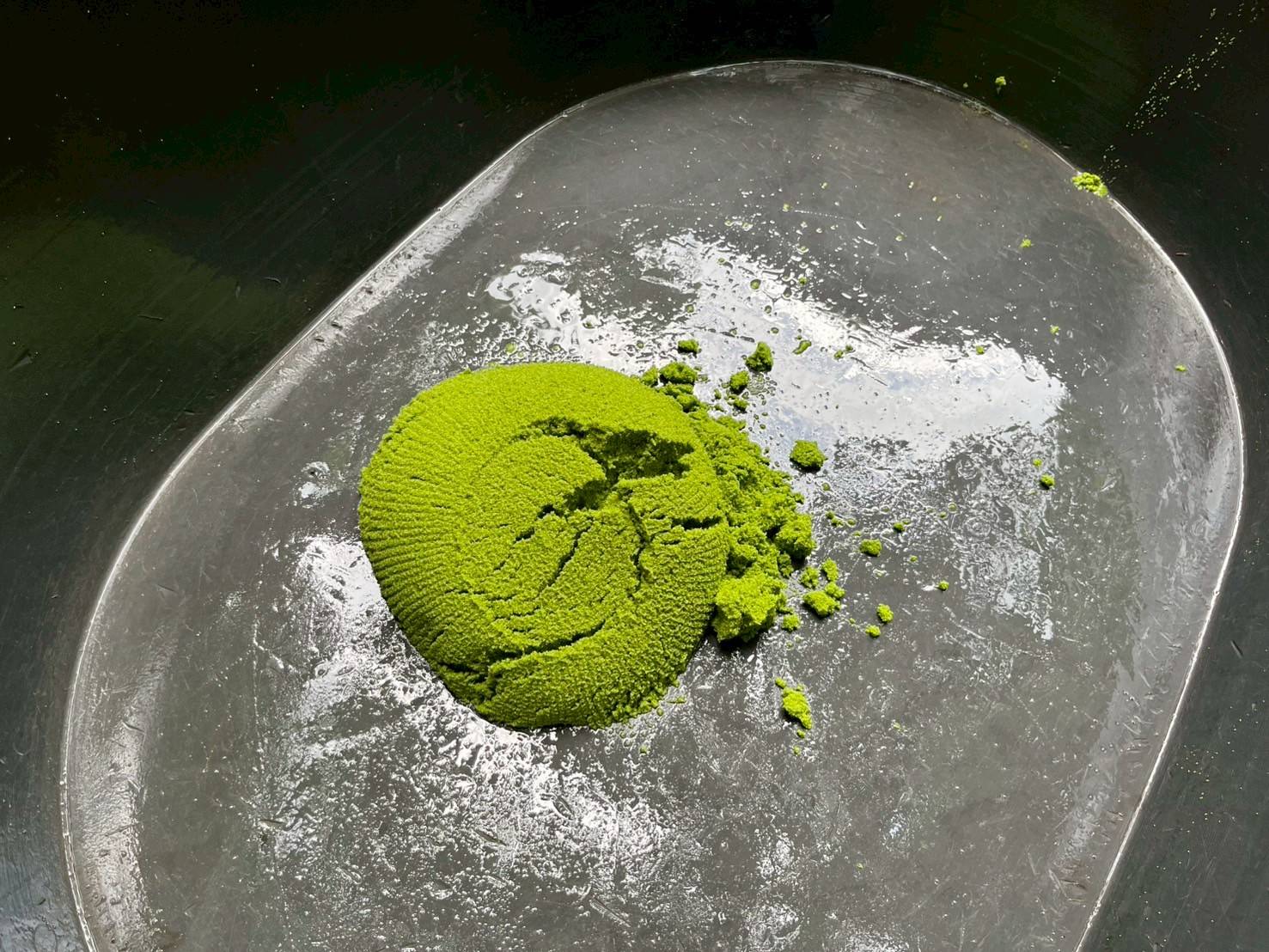 สศท.5 หนุน 'ผำ' อาหารแห่งอนาคต สู่โปรตีนทางเลือกยุคใหม่ ตามนโยบายเกษตรมูลค่าสูง 7 76502 0