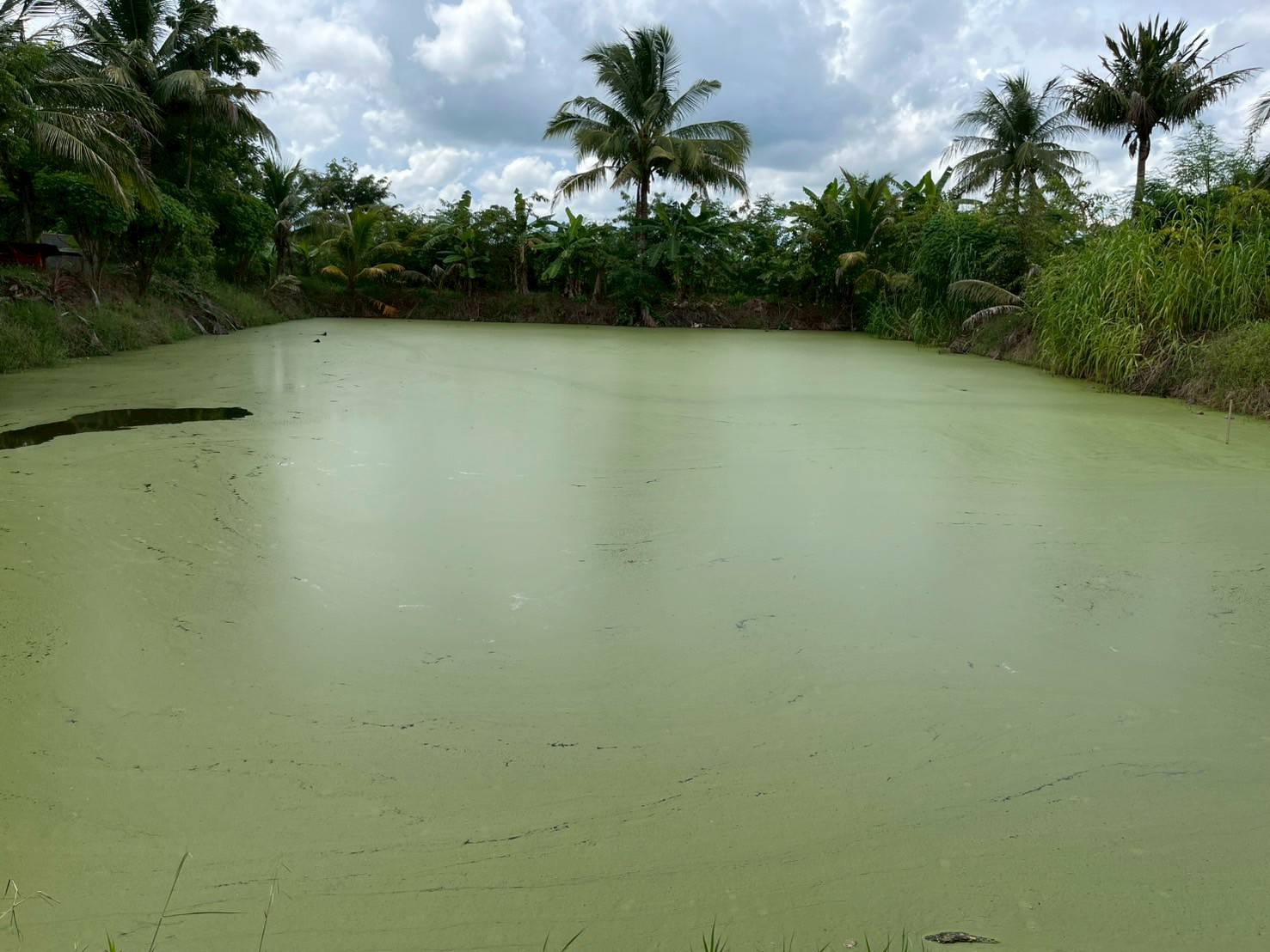 สศท.5 หนุน 'ผำ' อาหารแห่งอนาคต สู่โปรตีนทางเลือกยุคใหม่ ตามนโยบายเกษตรมูลค่าสูง 4 76504 0