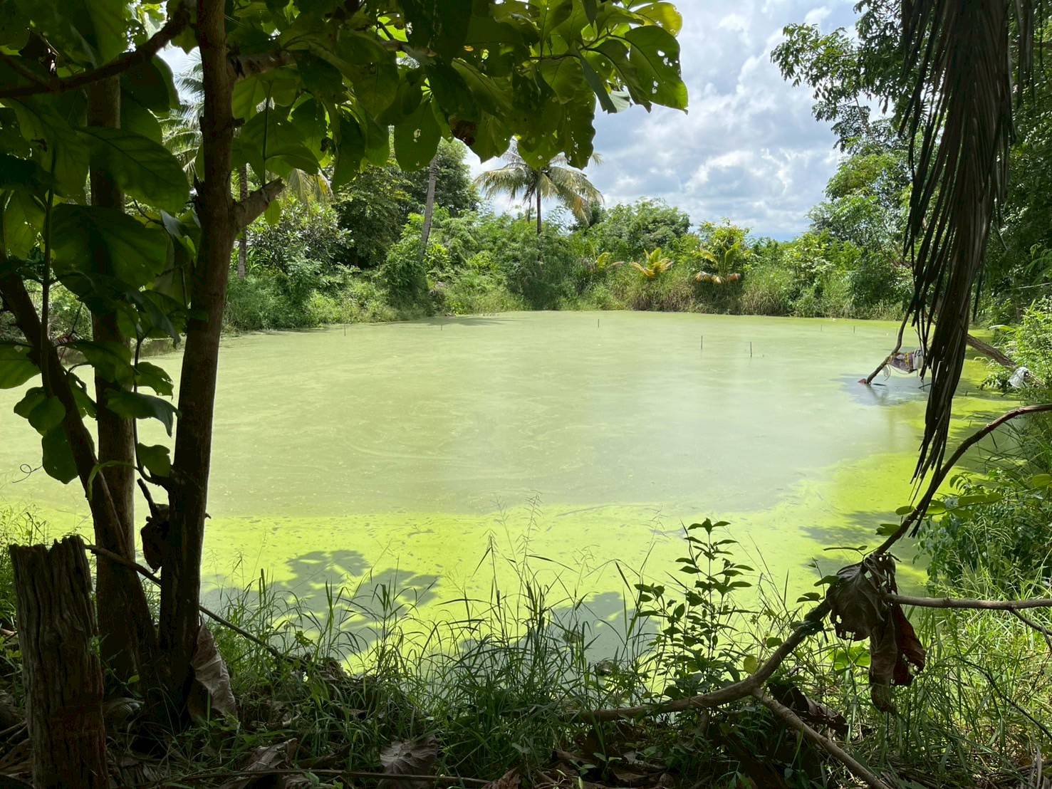 สศท.5 หนุน 'ผำ' อาหารแห่งอนาคต สู่โปรตีนทางเลือกยุคใหม่ ตามนโยบายเกษตรมูลค่าสูง 5 76506 0