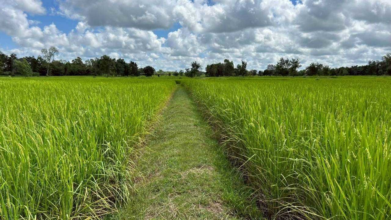 เมล็ดพันธุ์คุณภาพดี ลดต้นทุน เพิ่มผลผลิต ตอบโจทย์ตลาดโลก 4 929309