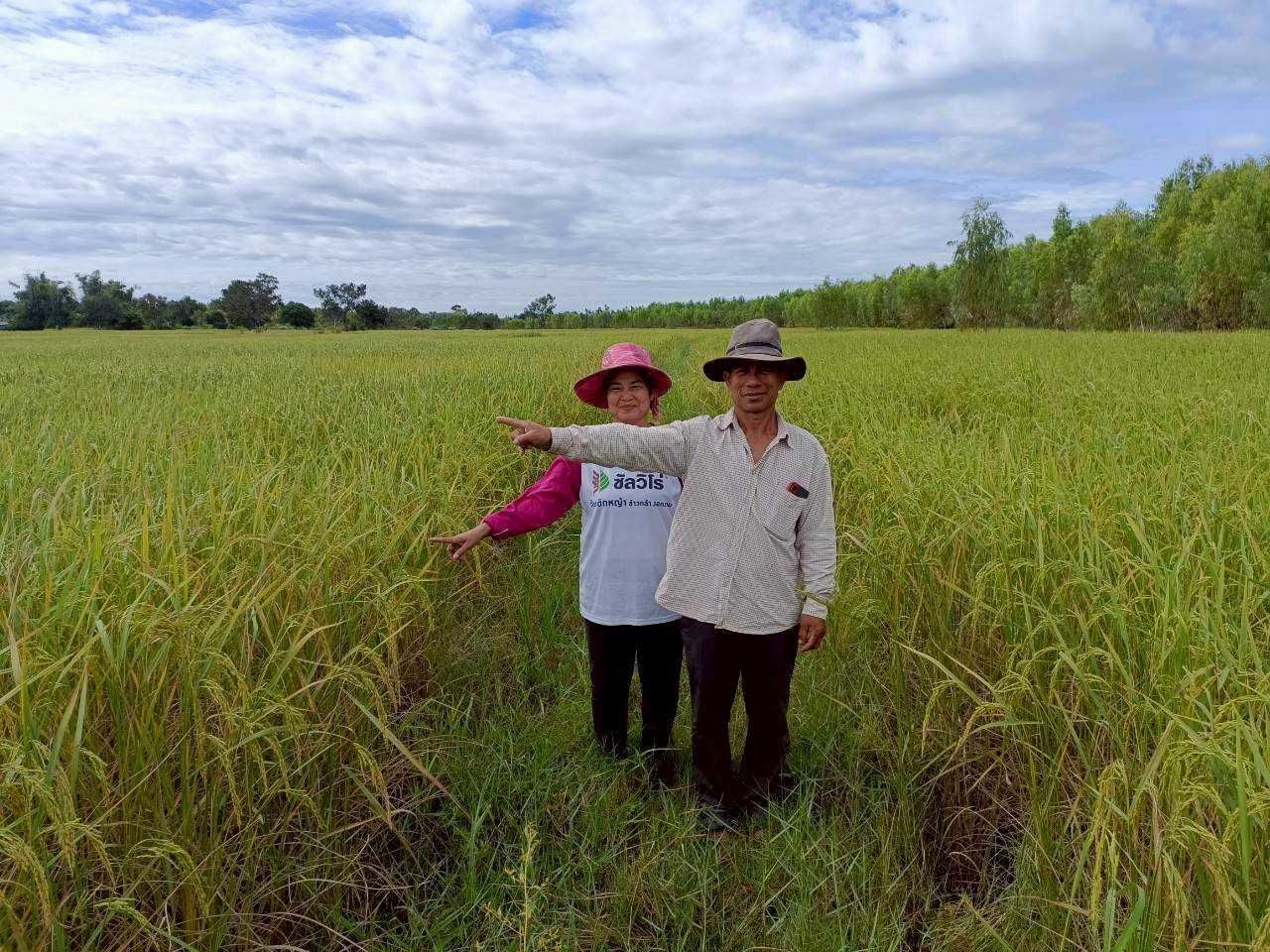 เมล็ดพันธุ์คุณภาพดี ลดต้นทุน เพิ่มผลผลิต ตอบโจทย์ตลาดโลก 5 929310