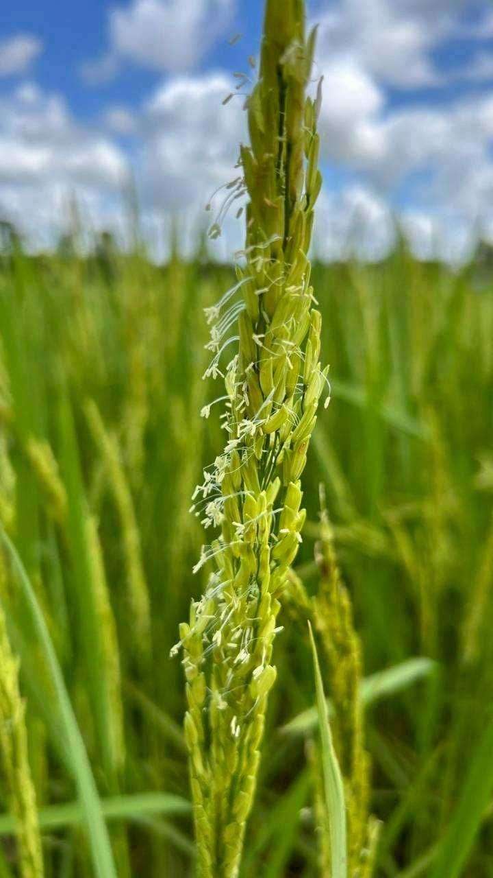 เมล็ดพันธุ์คุณภาพดี ลดต้นทุน เพิ่มผลผลิต ตอบโจทย์ตลาดโลก 7 929312