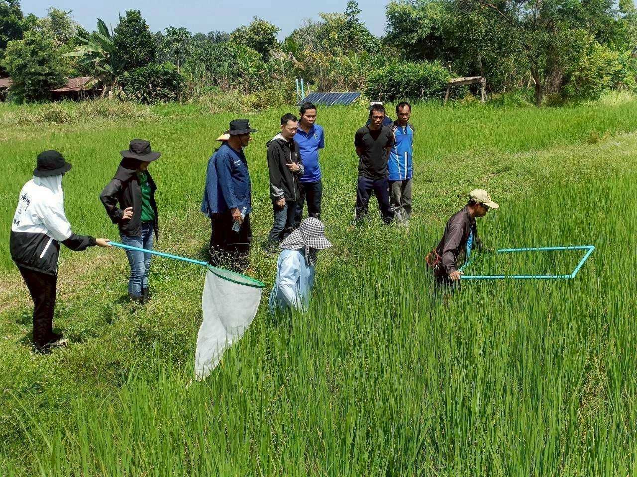 เมล็ดพันธุ์คุณภาพดี ลดต้นทุน เพิ่มผลผลิต ตอบโจทย์ตลาดโลก 9 929314